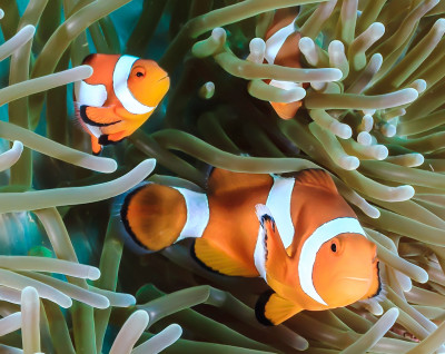 Clownfish On A Coral Reef Jigsaw Puzzle In Under The Sea Puzzles On 