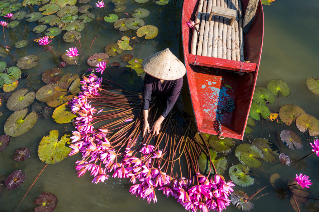 Harvesting Water lily in Ninh Binh, Vietnam jigsaw puzzle in People puzzles on TheJigsawPuzzles.com