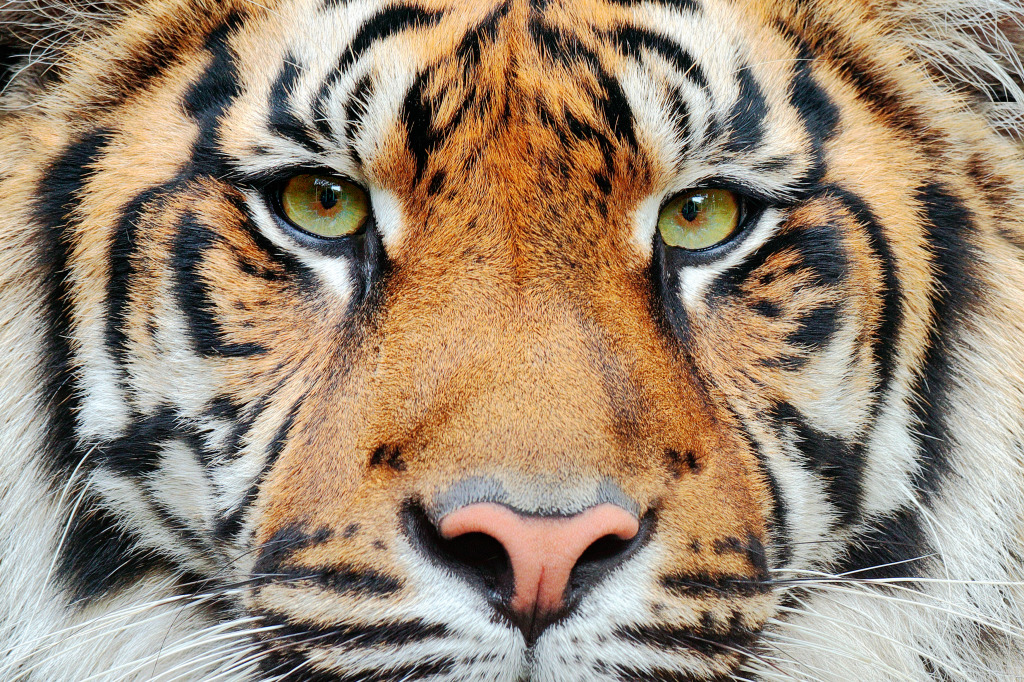 Sumatra-Tiger jigsaw puzzle in Tiere puzzles on TheJigsawPuzzles.com