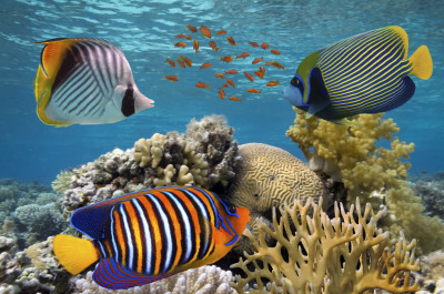 Tropical Fish on a Coral Reef jigsaw puzzle in Under the Sea puzzles on ...