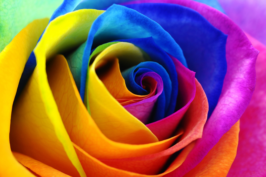 Rainbow Rose jigsaw puzzle in Puzzle of the Day puzzles on TheJigsawPuzzles.com