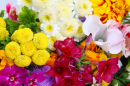 Colorful Flowers Closeup