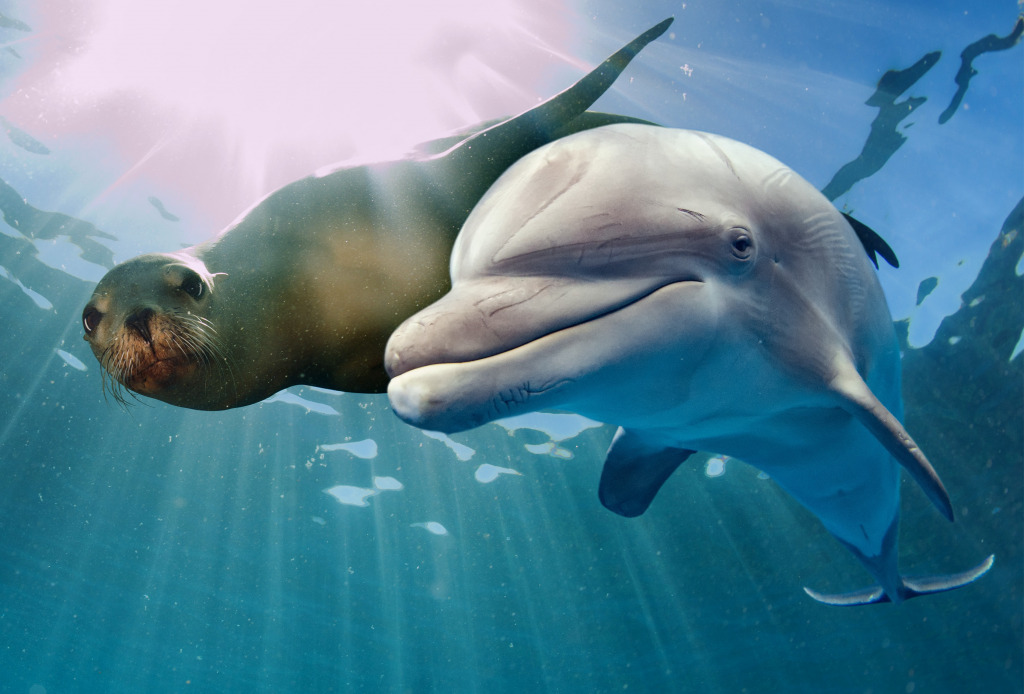 Dolphin and Sea Lion jigsaw puzzle in Under the Sea puzzles on TheJigsawPuzzles.com