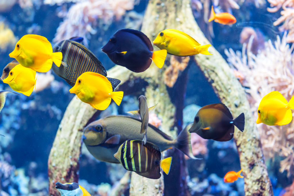 Aquarium with Exotic Fish jigsaw puzzle in Under the Sea puzzles on TheJigsawPuzzles.com
