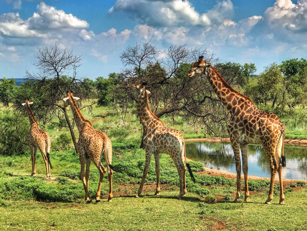 Giraffe Family jigsaw puzzle in Animals puzzles on TheJigsawPuzzles.com