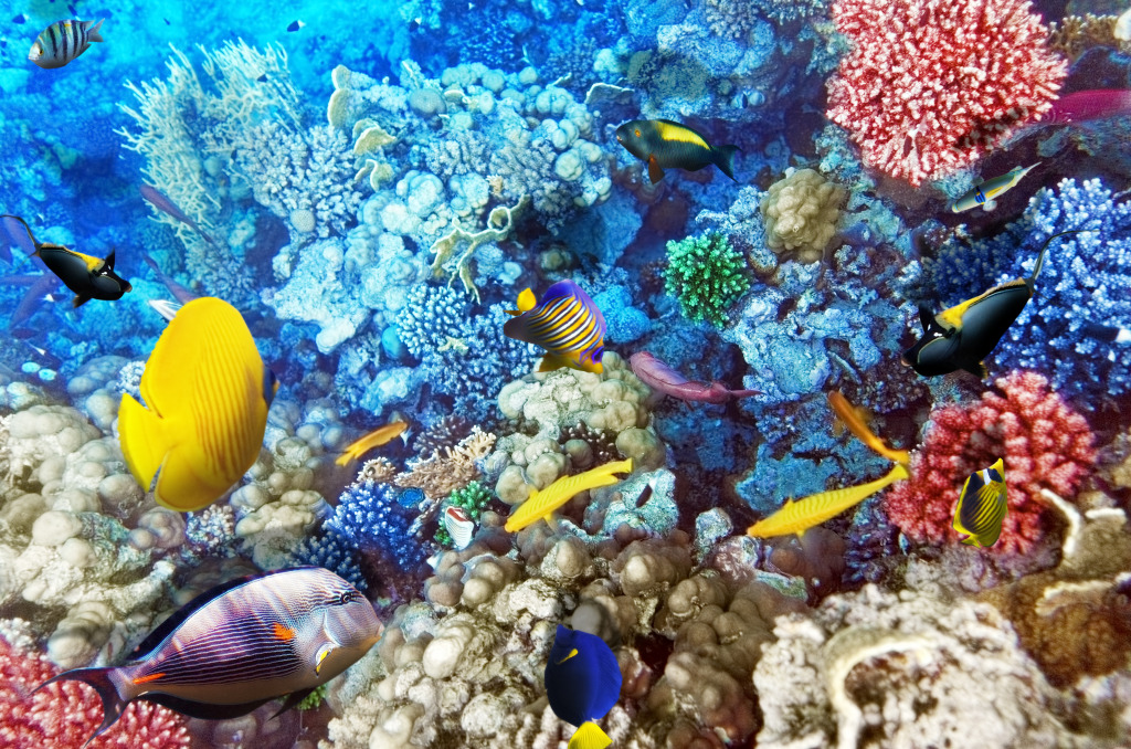 Кораллы и рыбы в Красном море, Египет jigsaw puzzle in Подводный мир puzzles on TheJigsawPuzzles.com