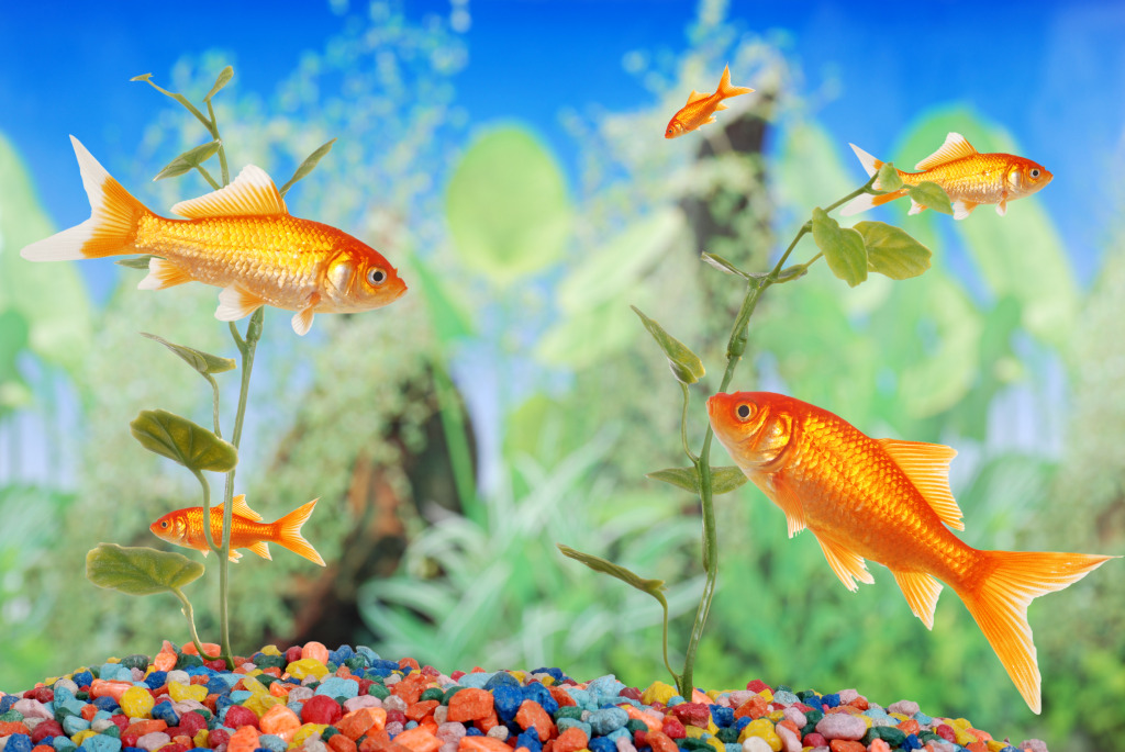 Goldfish in the Aquarium jigsaw puzzle in Sous les mers puzzles on TheJigsawPuzzles.com