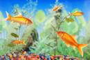 Goldfish in the Aquarium