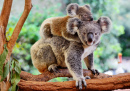 Mother Koala with Baby on her Back