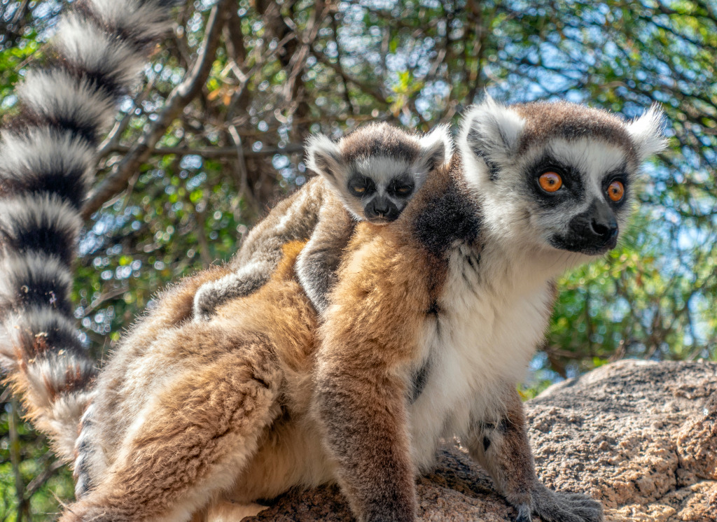 Ring Tailed Lemurs jigsaw puzzle in Animals puzzles on TheJigsawPuzzles com