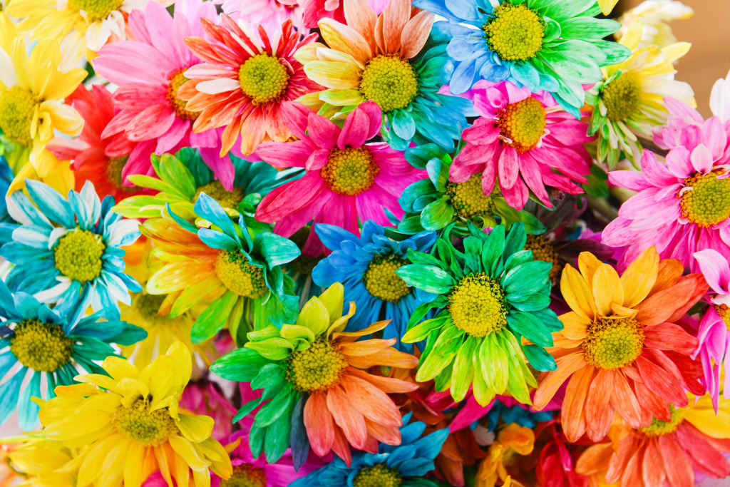 Rainbow Daisies jigsaw puzzle in Flowers puzzles on TheJigsawPuzzles.com