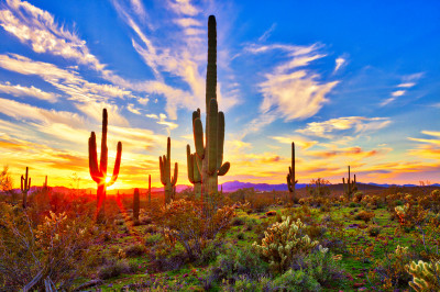 Sonoran Desert, Arizona jigsaw puzzle in Great Sightings puzzles on ...