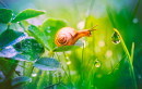 Snail with Morning Dew