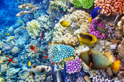Underwater World with Corals and Tropical Fish jigsaw puzzle in Under ...