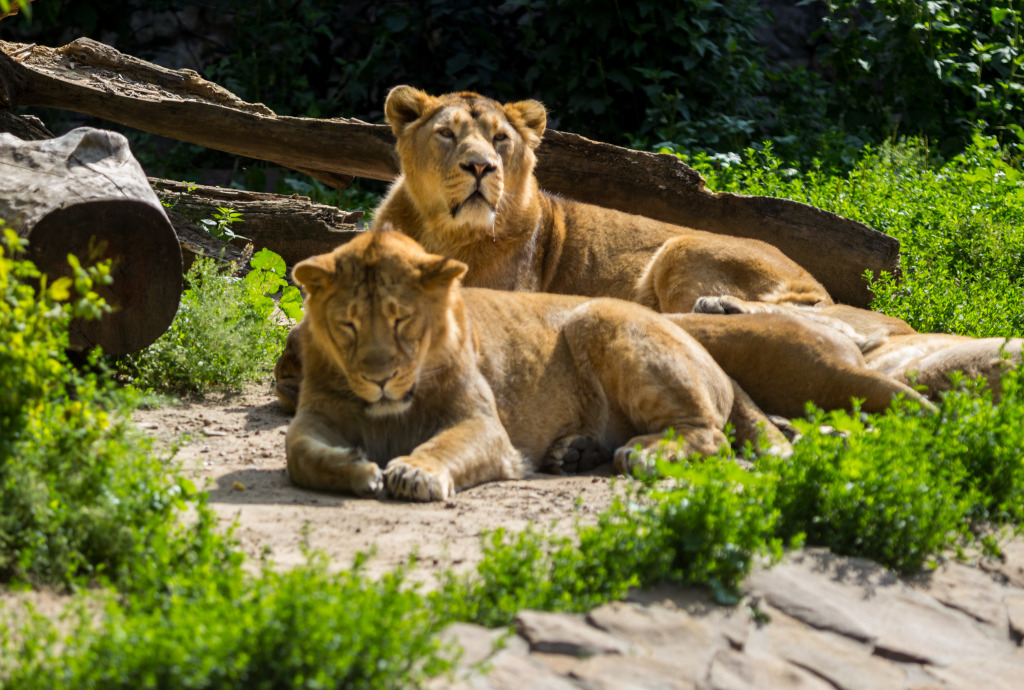 Un couple de lions jigsaw puzzle in Animaux puzzles on TheJigsawPuzzles.com