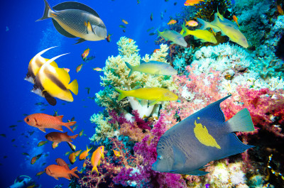 Tropical Fish in the Red Sea jigsaw puzzle in Under the Sea puzzles on ...