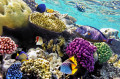 Coral and Tropical Fish