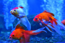 Goldfish in the Aquarium