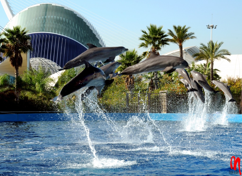 Dolphinarium in Valencia, Spain jigsaw puzzle in Animals puzzles on TheJigsawPuzzles.com