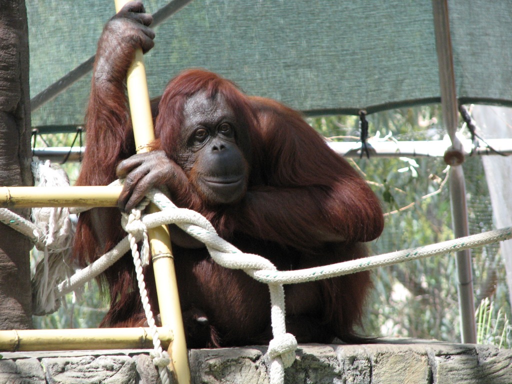 Orang-Utan im Phoenix-Zoo jigsaw puzzle in Tiere puzzles on TheJigsawPuzzles.com