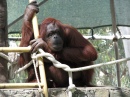 Orangutan at Phoenix Zoo