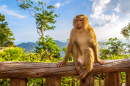 Wild Monkey Sitting on the Balcony