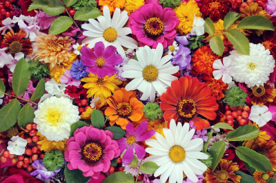 Flowers and Berries jigsaw puzzle in Flowers puzzles on ...