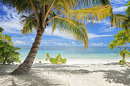 Palm Trees and Sandy Beach, Maldives