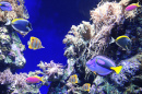 Underwater Scene with Tropical Fish