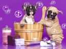 Bulldog Puppies Taking a Bath