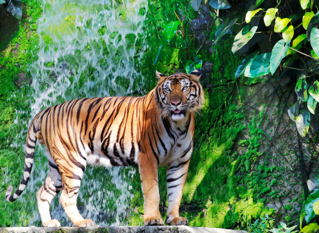 Bengal Tiger am Wasserfall jigsaw puzzle in Wasserfälle puzzles on TheJigsawPuzzles.com