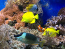 Colorful Fish and Corals