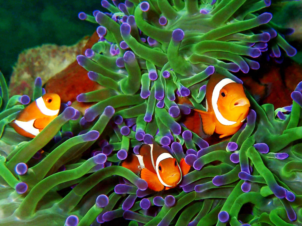 Anemonefish jigsaw puzzle in Under the Sea puzzles on TheJigsawPuzzles.com