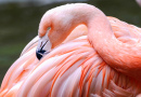 Flamingo Closeup