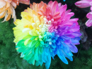 Rainbow Chrysanthemum