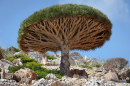 Dragon Tree, Socotra, Yemen