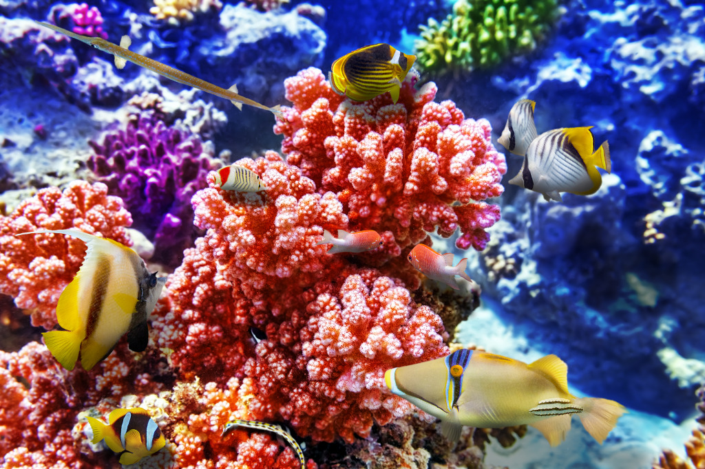 Wonderful Underwater World jigsaw puzzle in Sous les mers puzzles on TheJigsawPuzzles.com