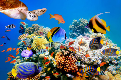 Red Sea, Egypt jigsaw puzzle in Under the Sea puzzles on ...