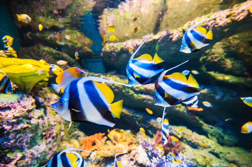 School of Butterflyfish jigsaw puzzle in Under the Sea puzzles on TheJigsawPuzzles.com