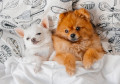 Pomeranian Puppy and Little Chihuahua