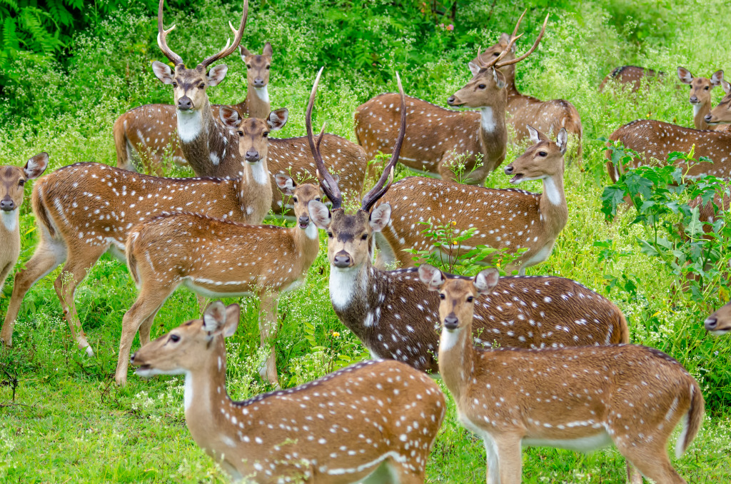 Axishirsche, Bandipur-Nationalpark jigsaw puzzle in Tiere puzzles on TheJigsawPuzzles.com
