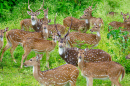 Spotted Deer, Bandipur Wildlife Sanctuary
