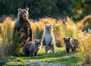 Female Alaskan Brown Bear with Cubs