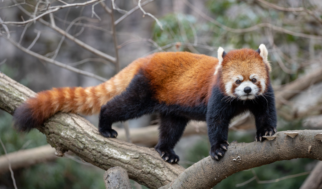 Red Panda jigsaw puzzle in Animals puzzles on TheJigsawPuzzles.com