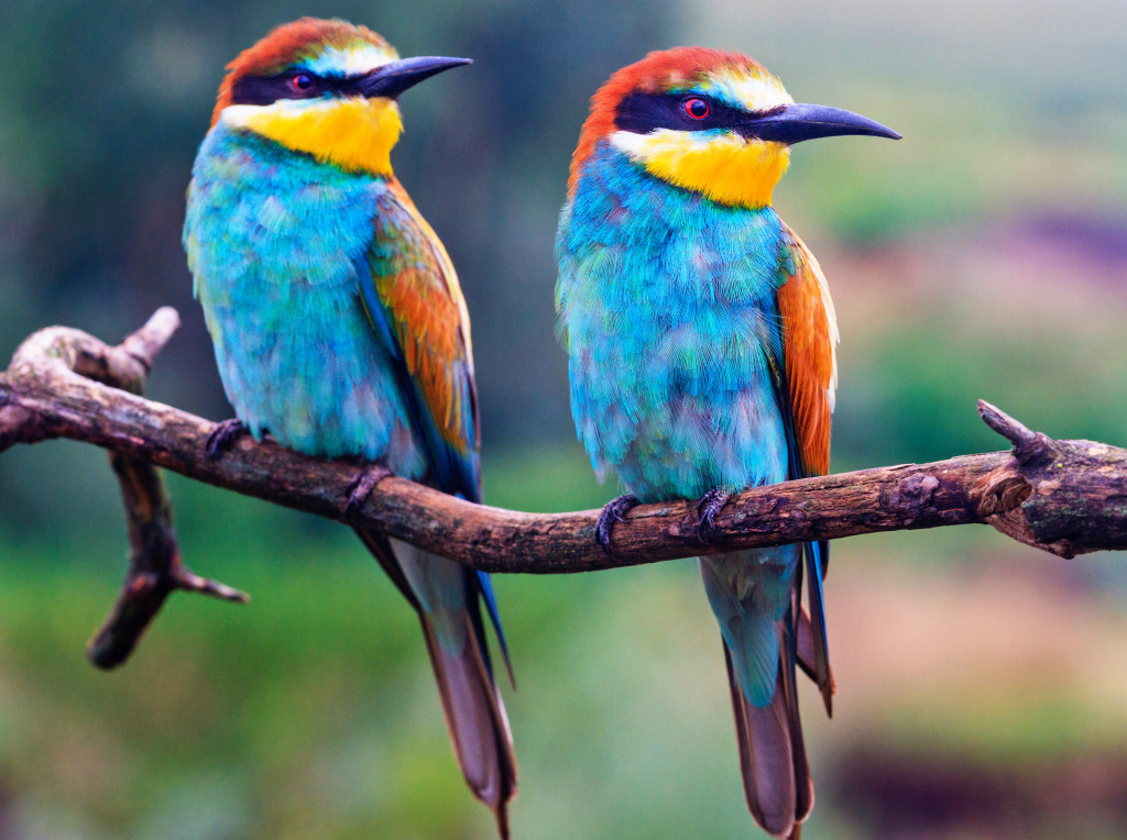 Couple of Rainbow Bee Eaters jigsaw puzzle in Animals puzzles on TheJigsawPuzzles.com