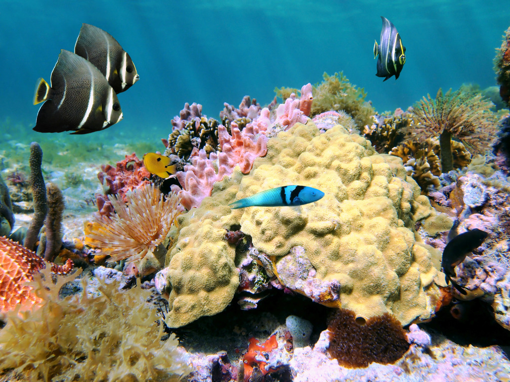 Colorful Sea Life jigsaw puzzle in Under the Sea puzzles on TheJigsawPuzzles.com