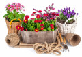 Spring Flowers and Garden Tools