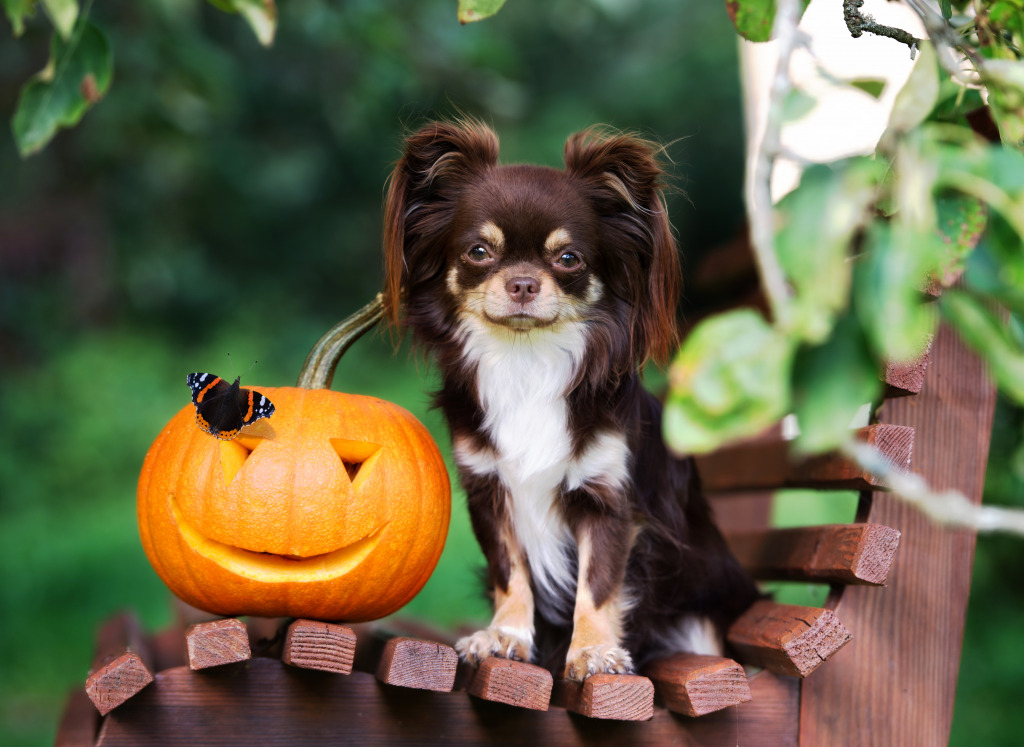 Chihuahua mit einem Halloween-Kürbis jigsaw puzzle in Halloween puzzles on TheJigsawPuzzles.com