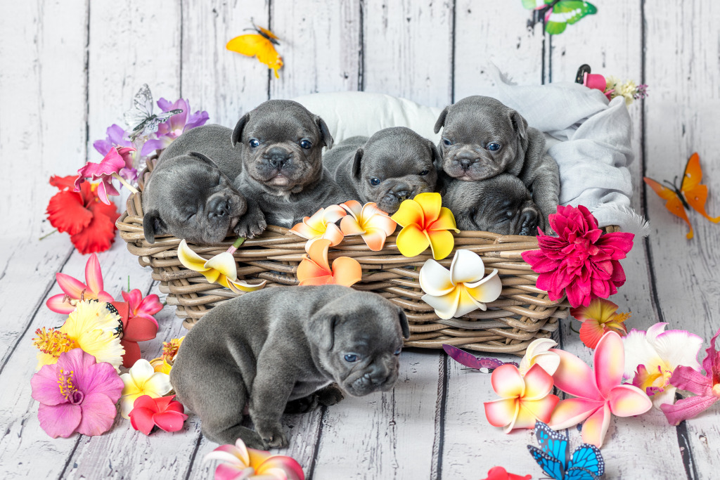 French Bulldog Puppies jigsaw puzzle in Animals puzzles on TheJigsawPuzzles.com