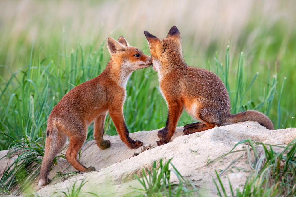 Red Fox Cubs jigsaw puzzle in Animals puzzles on TheJigsawPuzzles.com